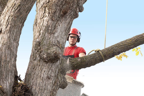 Best Hedge Trimming  in Bouse, AZ